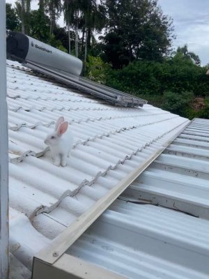 bunny_roof.jpg