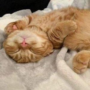 cattitude cutest.jpg