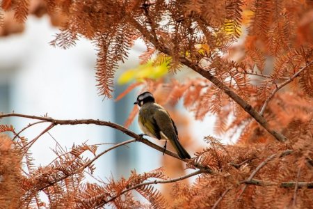 bird-4848178_1280.jpg