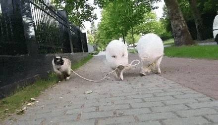 Pig Walking Cat.gif
