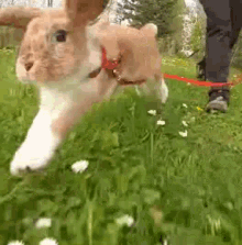 bunny.gif