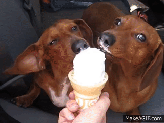 puppyicecream.gif