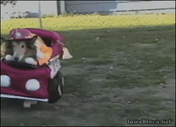R.gif