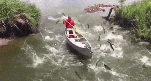 jumping fish.gif