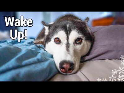 wake.up.jpg