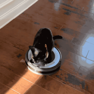 cat-vac3.gif