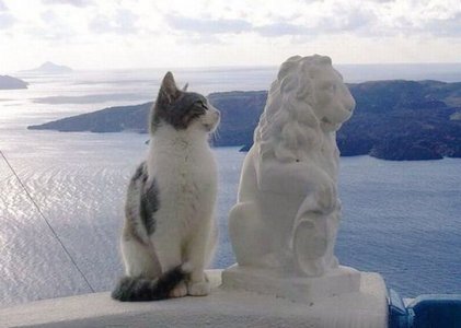 cattitude lion.jpg