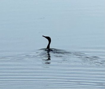IMG_5820.jpeg