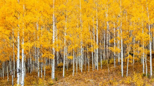 goldenaspens.jpg