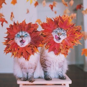 fallkittens.jpg