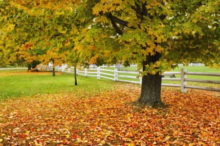 mapletrees.jpg