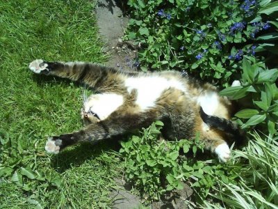 cattitude stretch 22.jpg