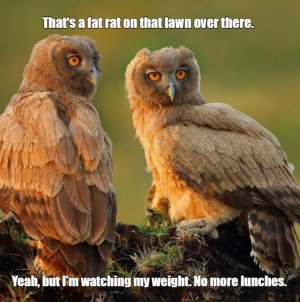 owls270.jpg