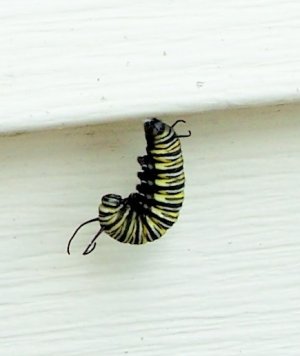 caterpillar.jpg