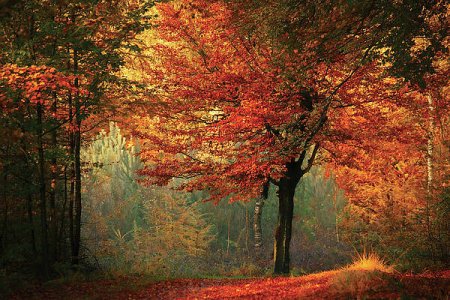 tableau-ravissant-autumn-scene-roeselien-raimond.jpg