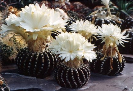 D.horstii-4xfoto-e1372631942977.jpg
