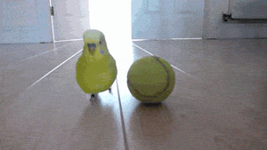 birdonball.gif