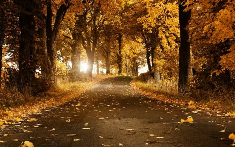Fallorgdays-ezgif.com-png-to-jpg-converter.jpg