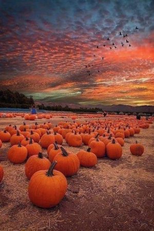 FALLpmknsnst.jpg