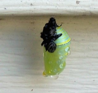 caterpillar2.jpg