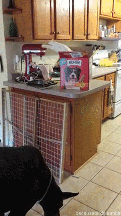 feedthedog.gif