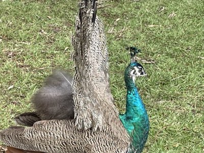 IMG_7369.jpeg