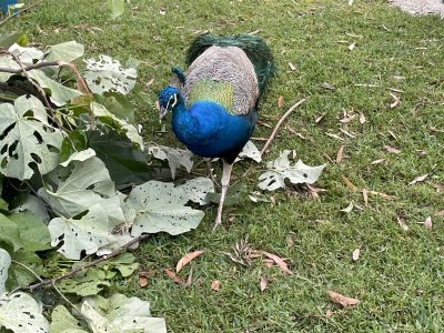 IMG_7366.jpeg