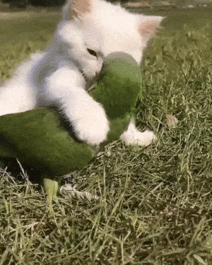 kittenwithbird.gif