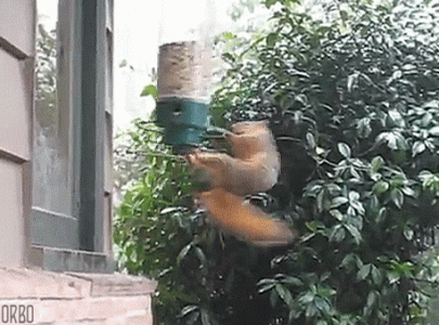 squirrel birdfeeder.gif