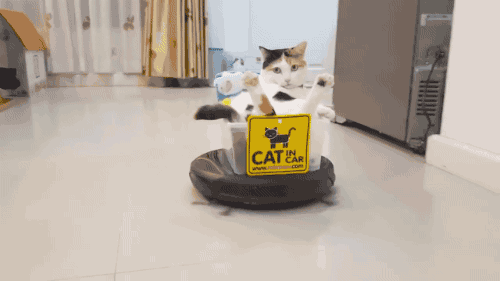 cat-vac2.gif