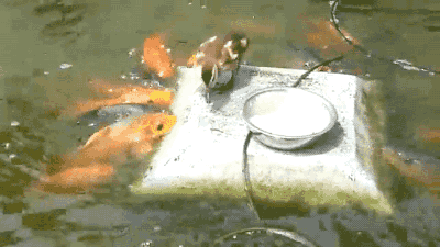 feedthefish.gif