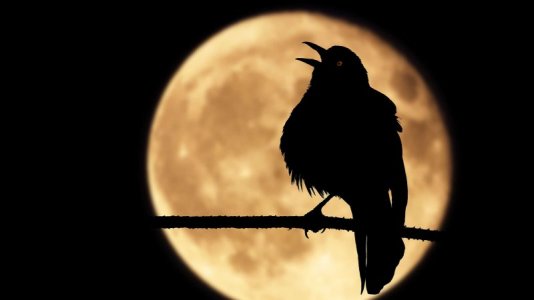 nitetimebird.jpg