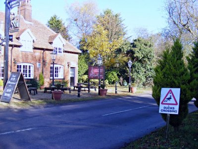 Ducks crossing 2 HD.jpg