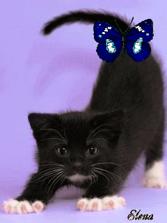 47a20fc1cc2169a8078063da48eea4a9.gif