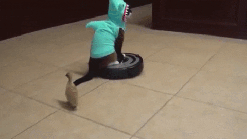 cat-vac5.gif