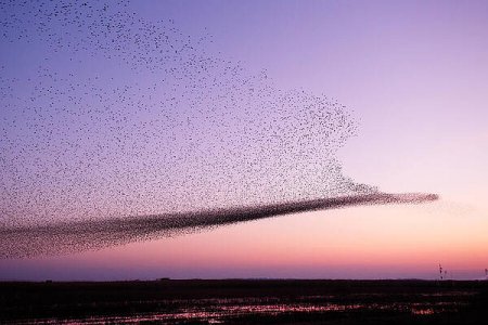 chaos-in-motion-starling-murmuration-roeselien-raimond.jpg