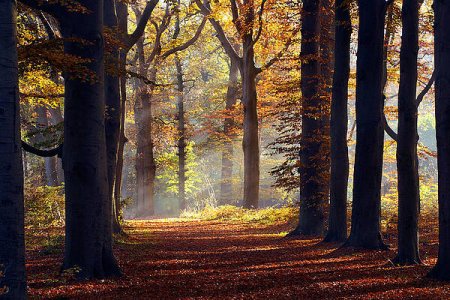 autumntunnel.jpg