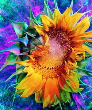 sunflower.jpg