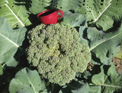 Broccoli with Cup.jpg