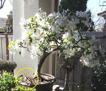 2024 crabapple.jpg