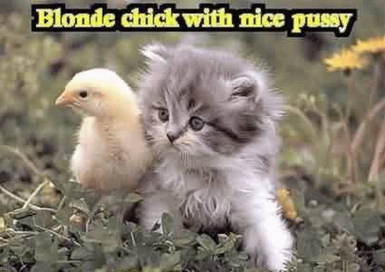 blonde chick cat.gif