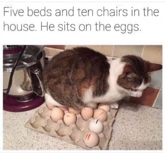 cat on eggs.jpeg