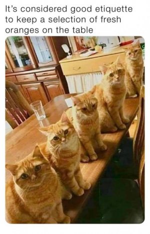 funny-kitty-litterposting-pics-64085e41839d9__700.jpg