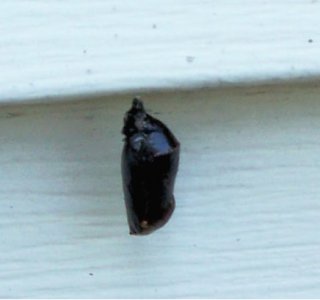 caterpillar3.jpg