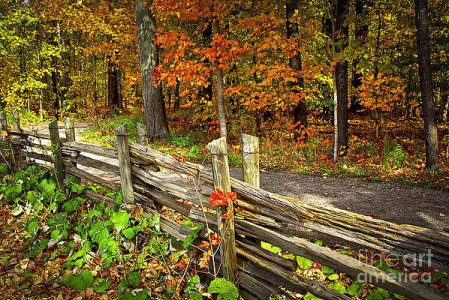 country-road-in-autumn-forest-elena-elisseeva.jpg
