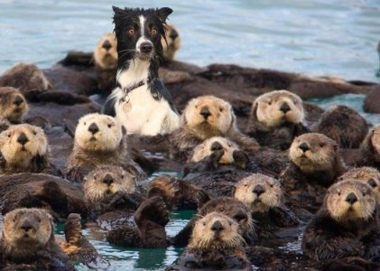dogwithgroup.jpg