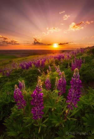 sunset0F.jpg