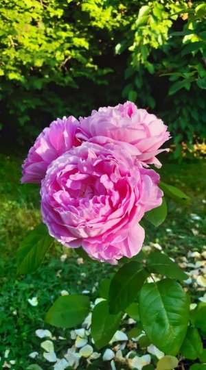 peace t rose.jpg peace t rose.jpg