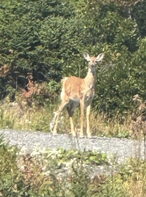 IMG_5918.jpeg