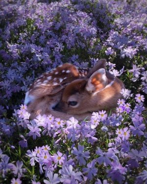 fawn.jpg